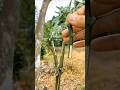 smart grafting #grafting #budding #agriculture #garden #fruit_grafting