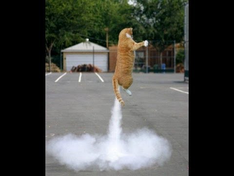 farting-cats?-funny