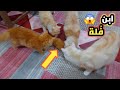 وديت ابن ف لة عند كراميلا و انصدمت من ردة فعلها قطط كيوت قطط مضحكة قطط 
