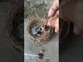 CARA NGELOLOH ANAKAN BURUNG KUTILANG PAKAI PAKAN JANGKRIK AGAR SUPAYA SEHAT #SHORTS