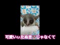 【販売価格200万のショウガラゴの前ではまるで親バカ】マリちゃんが可愛い過ぎる件❤️