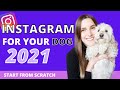 HOW TO: Start an Instagram account for your DOG! My tips for starting an insta account in 2021!