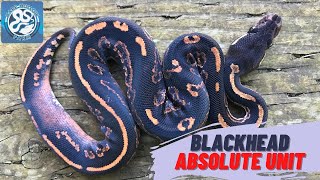 2022 Ball Python Clutch 1 Reveal - Blackhead YB 50% Het Clown x Black Pastel Enchi