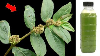 1 leaf destroys Arthritis, Liver, Inflammation, Pain, Ulcers (Best Natural Remedy)