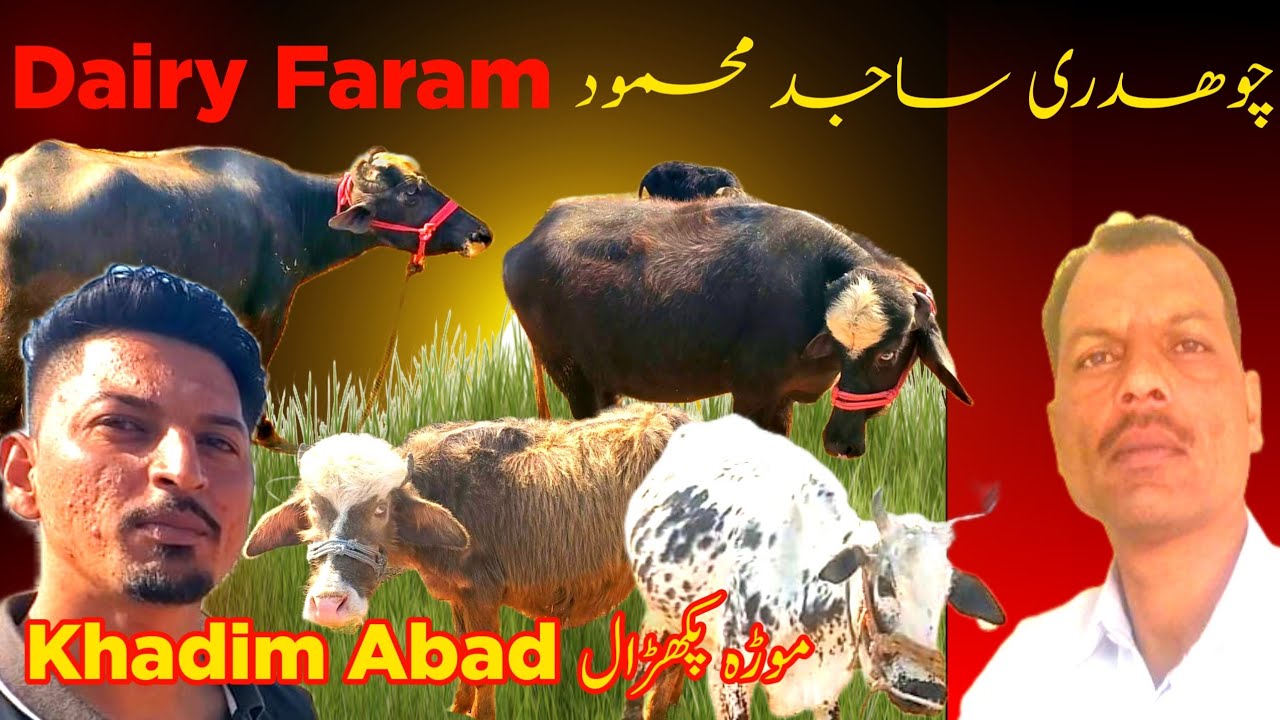 Chaudhry Sajid Mehmood Dairy Farm Good Breed Cows And Buffaloes Morha chaudhry-sajid-mehmood-dairy-farm-good-breed-cows-and-buffaloes-morha