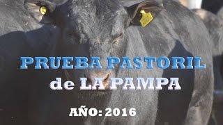 DE FRENTE AL CAMPO junto a la PRUEBA PASTORIL de LA PAMPA