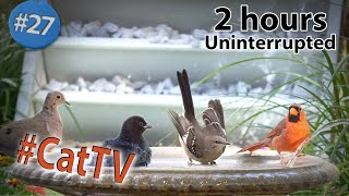 CatTV Birds at a Birdbath Drinking and Bathing by a Waterfall Fountain in 4K with Chirping