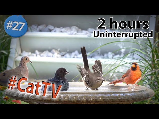 うずらの鳴き声 飼いたくなる動画 10 Youtube うずらの鳴き声 飼いたくなる動画 10 Youtube