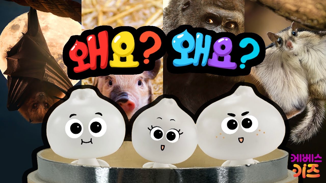 ⁣박쥐, 고릴라, 돼지, 하늘다람쥐는 왜?ㅣ만두의 호기심은 계속된다~ 쭈욱!ㅣ왜요? 왜요? 궁금할 만두 모아보기ㅣKBS 방송