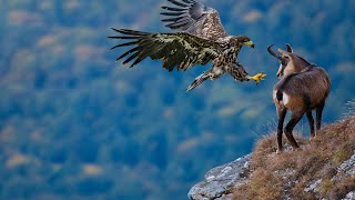 Eagle Attack Baby Goat In The Wild