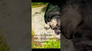 Alpine Puppies, Daisy discovers her voice!
