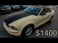 Copart And Dealer Auto Auction Walk Around And Found Cheap Ford Mustang