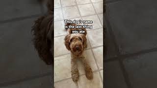 What’s his name??? #dog #funny #pets #cute #awww #fyp #cockapoo #puppy