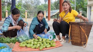 Harvesting Chayote Go to the market to sell & Take care of the squash garden