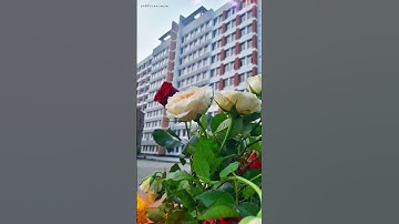 Hajee Mohammad Danesh Science & Technology University | New Shorts Video 2025 | 4k | @sabbirsaimum