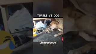 A turtle and dog play as best friends #turtle  #dogs😆 neither one can’t stop playing with the other