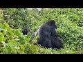 Mountain Gorillas mating in the wild - Rwanda