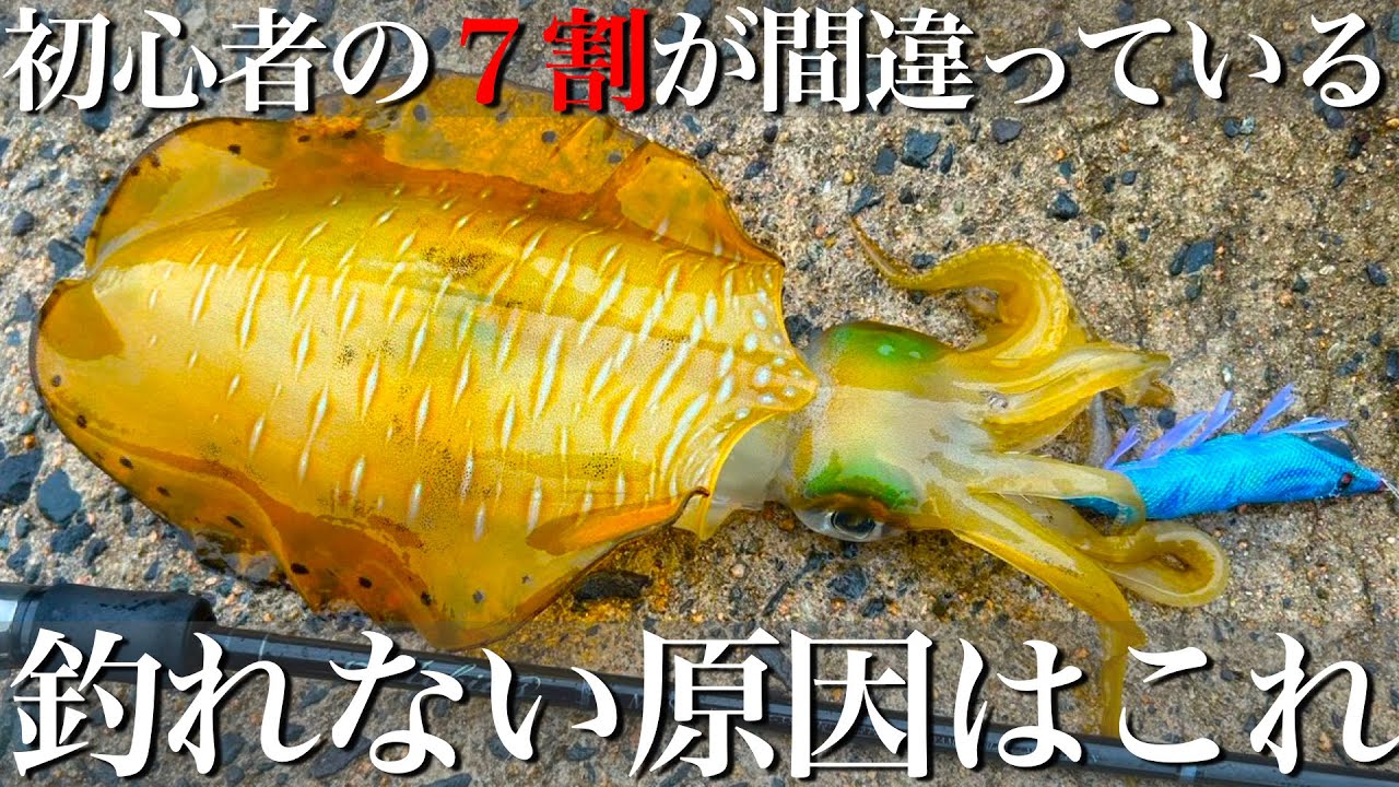 エギングやられる方　必見 エギング】これだけは真似してほしい。どんな状況でも使える攻略法