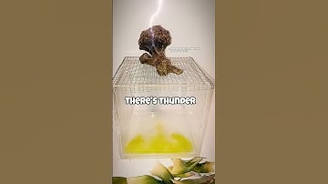 Thumbnail of When there's rain there's thunder.