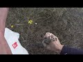 Тихая охота на шампиньоны.