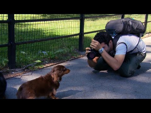 Video: Šuo įspūdingai pavagiuoja prožektorių per savo žmonių įsitraukimą fotografuojant