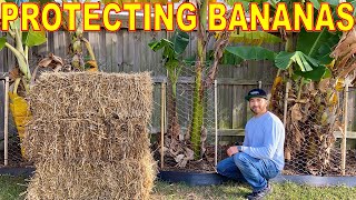 How To Protect BANANA PLANTS From Cold To Grow Fruit: CHEAP and EASY!