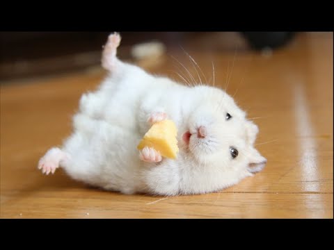 видео: Funny Hamsters Videos | Funny and Cute Moment of the Animals #2