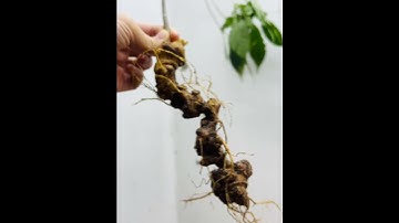 #sâm_ngọc_linh Xuống núi củ Sâm rừng nặng 105gr chuẩn 5 lá 6.3tr  #sâm_lai_châu_rừng #sâm_ngọc_linh