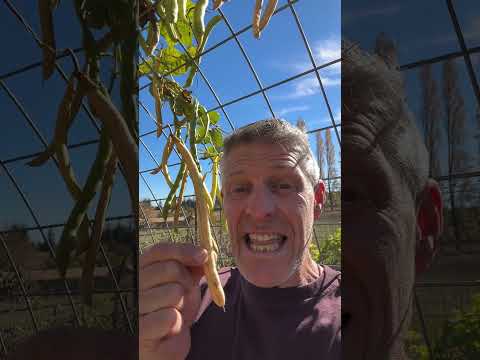 New to Saving Seeds? Start with Pole Beans!