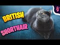 😺Top 10 Facts about British Shorthair Cat | Furry Feline Facts