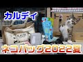 【カルディ】2022年夏のネコバッグを紹介☆ガーちゃんゴマちゃん初の開封の儀のお手伝い【猫と一緒に見てみよう】 KALDI/福袋