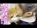 病院で診察中の長男猫の傍でずっと寄り添う娘に兄弟愛を感じました！［茶トラのクラちゃん］