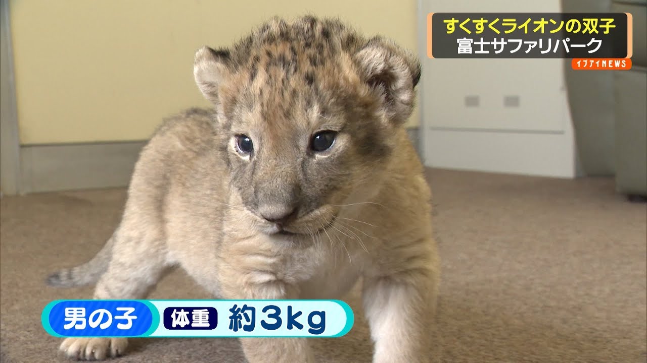 ライオンの赤ちゃん すくすく双子 Youtube