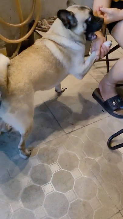 #dog #dogcute #dongvat #shorts