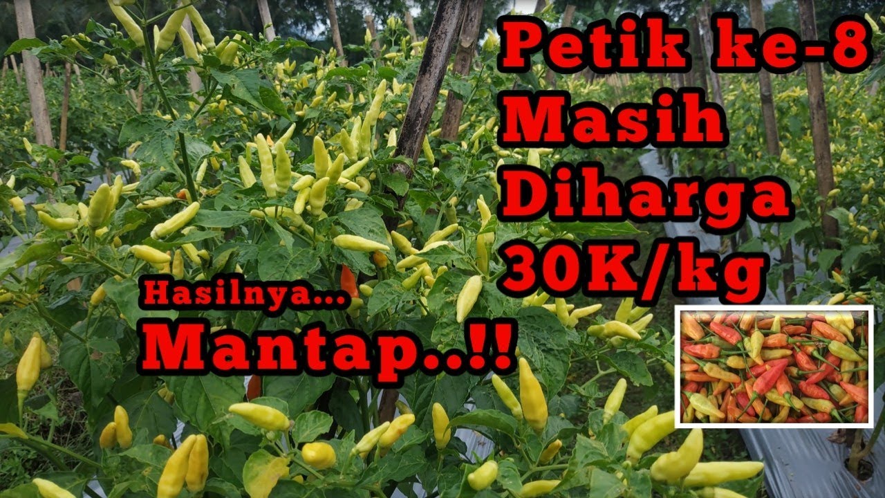 Hasil Panen Cabe Rawit ORI 212 Pemetikan ke-8 ||Cara Menanam Cabe