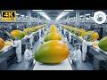 Inside a Dried Mango Factory – Mass Producing Sweet Fruit Snacks (Full Process)