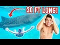 SWAM WITH A 30 FT LONG SHARK! *SCARY*