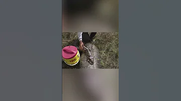 Как Змея съела Корову