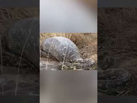 Video: 11 kitti helistades tulekahju teie järgmisel autosse