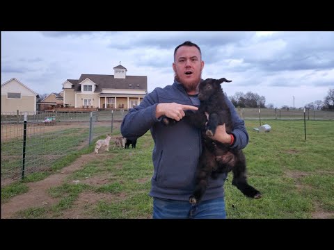 How to catch a goat ????