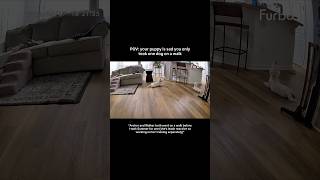 Furbo pet camera caught my puppy crying 📸🐾