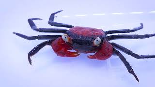 Can Vampire Crabs Live at Home? 11 Essential Questions Answered (Diet, Habitat, Care)