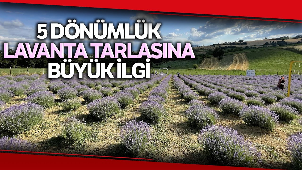 Tarlasının 5 Dönümünü Lavanta Bahçesine Çevirdi, İlgi Odağı Oldu
