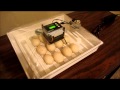 Candling Muscovy Duck eggs with the new IncuBright incubating in the IncuView