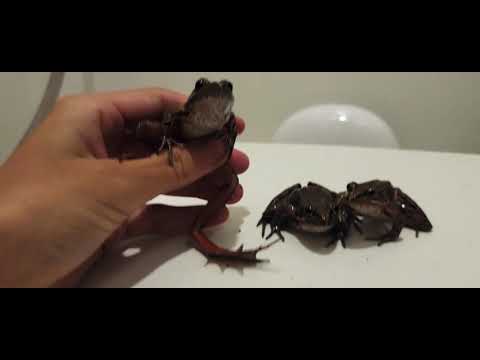 Frog gets a pat