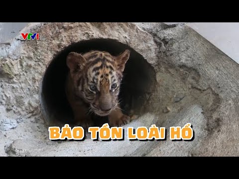 Bảo Tồn Loài Hổ - Hình ảnh từ cuộc sống: Bảo tồn loài hổ | VTV24