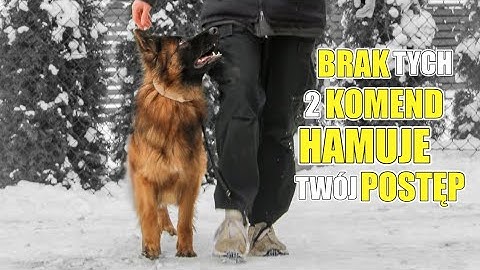 NAUCZ PSA TYCH KOMEND, A BĘDZIESZ MÓGŁ NAUCZYĆ GO WSZYSTKIEGO