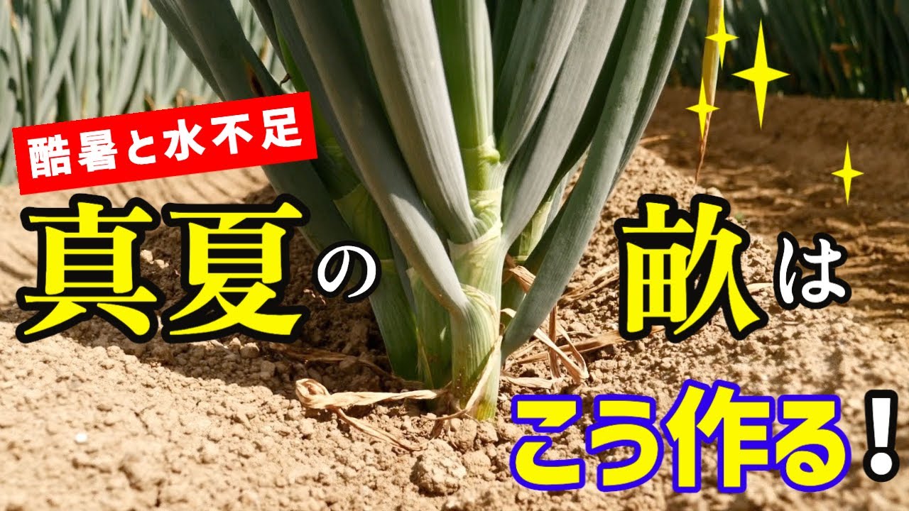 【いかに蒸散を促し体温を下げるか】こうするとネギはダメージが少なく夏を乗り切ることができる。