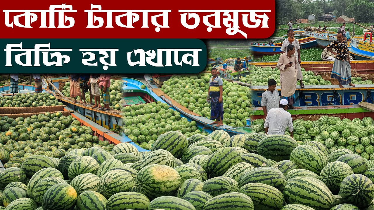 বাংলাদেশের সবচেয়ে বড় তরমুজের ভাসমান পাইকারি বাজার। বিক্রি হয় কোটি কোটি টাকার তরমুজ। কৃষক কৃষাণী।
