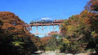 秩父鉄道 SLパレオエクスプレス 紅葉シーズンの運行 2019年11月